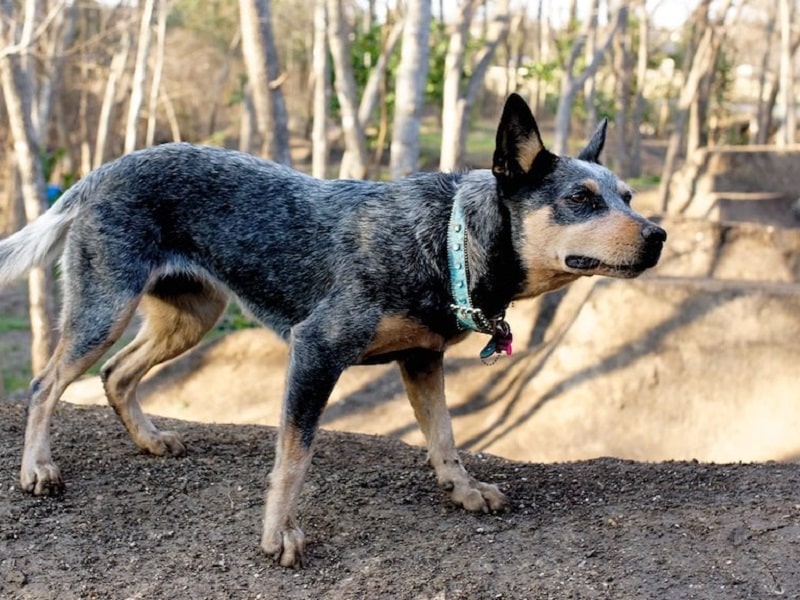 Blue - The OG Trail Dog - RIP courtesy of @26rollingshutter